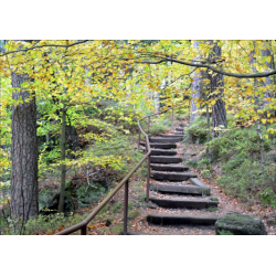 Waldweg im Herbst