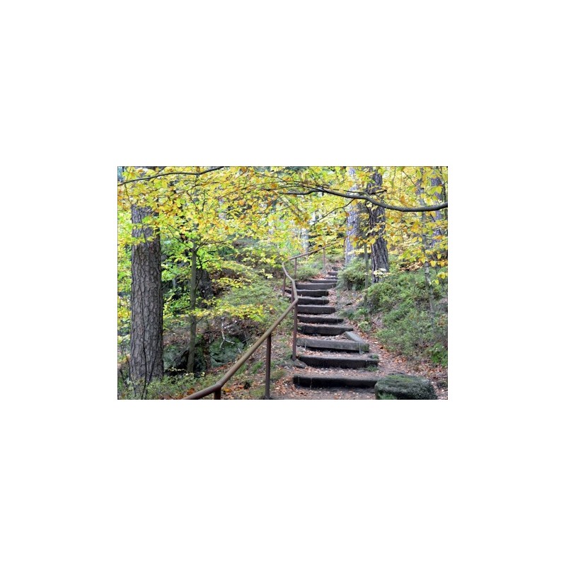 Waldweg im Herbst