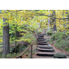 Waldweg im Herbst