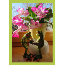 funny frogs
